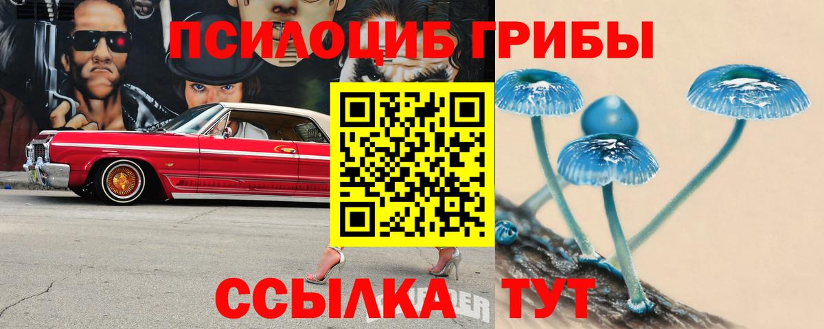 Псилоцибиновые грибы Psilocybe Чебоксары