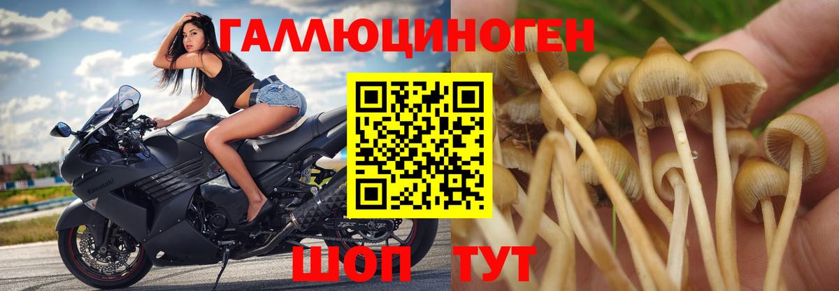 Чебоксары  Псилоцибиновые грибы GOLDEN TEACHER  Вход с VPN 